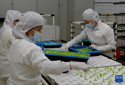 新華全媒 | 探訪大型無人植物工廠與生物飼料研發，科技點亮未來農業